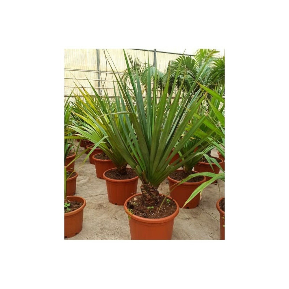 Pandanus utilis (vacoa, vaquois, pimpin) taille pot de 180l 175/200cm