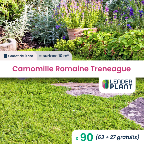 90 x camomille romaine treneague en godet