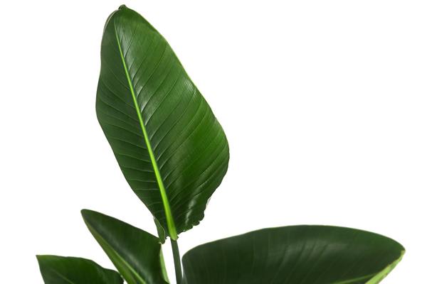 Weiße Strelitzie - Strelitzia alba