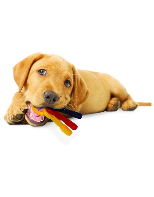 Nylabone Puppy Teething Key Flexible Geel&Blauw&Rood - Hondenspeelgoed