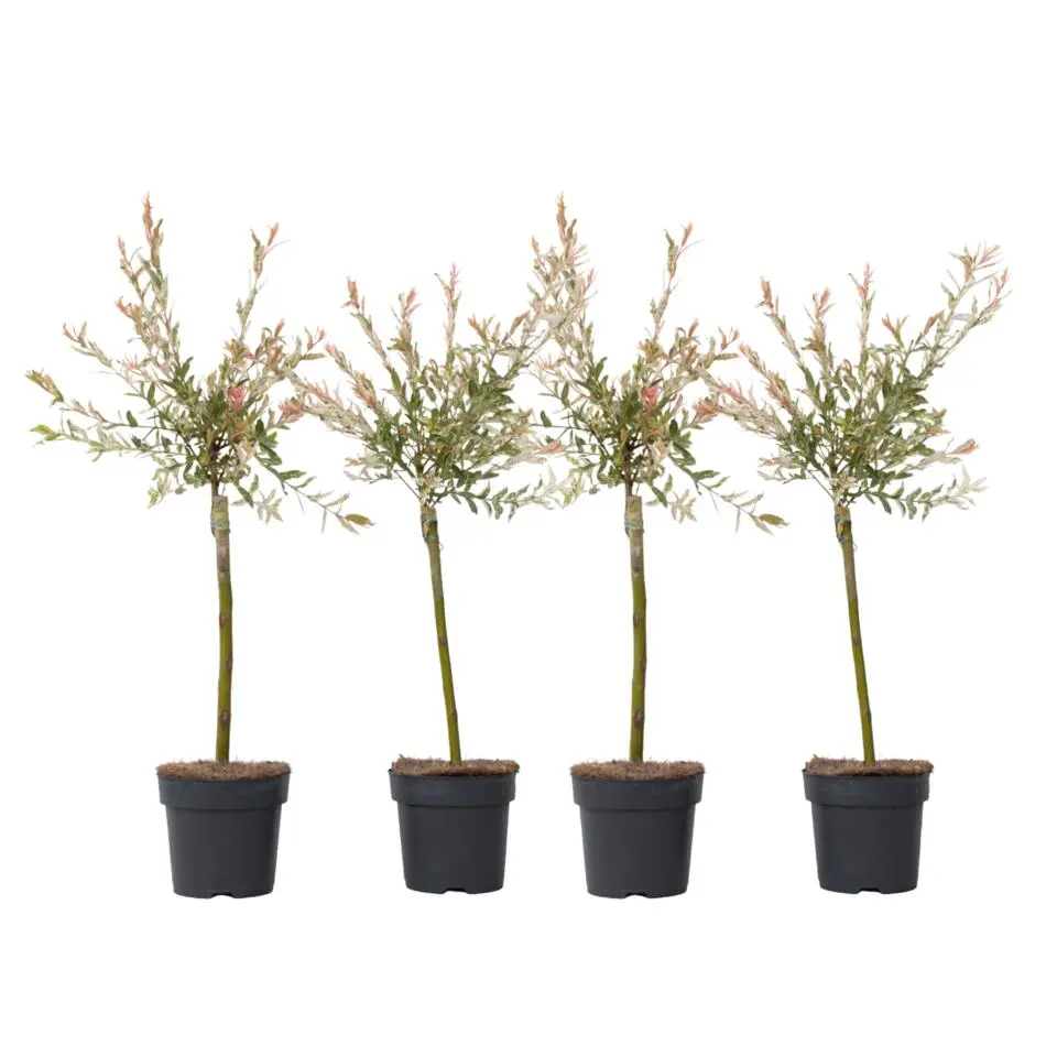 Bonte dwergwilg - Set van 4 - Salix integra 'Flamingo' - Hoogte 60-80cm - ⌀17cm