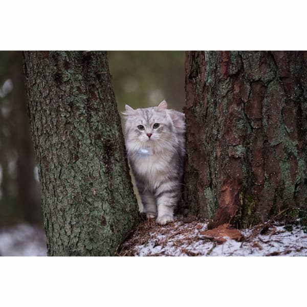 Lilcat 2 GPS Tracker for katter