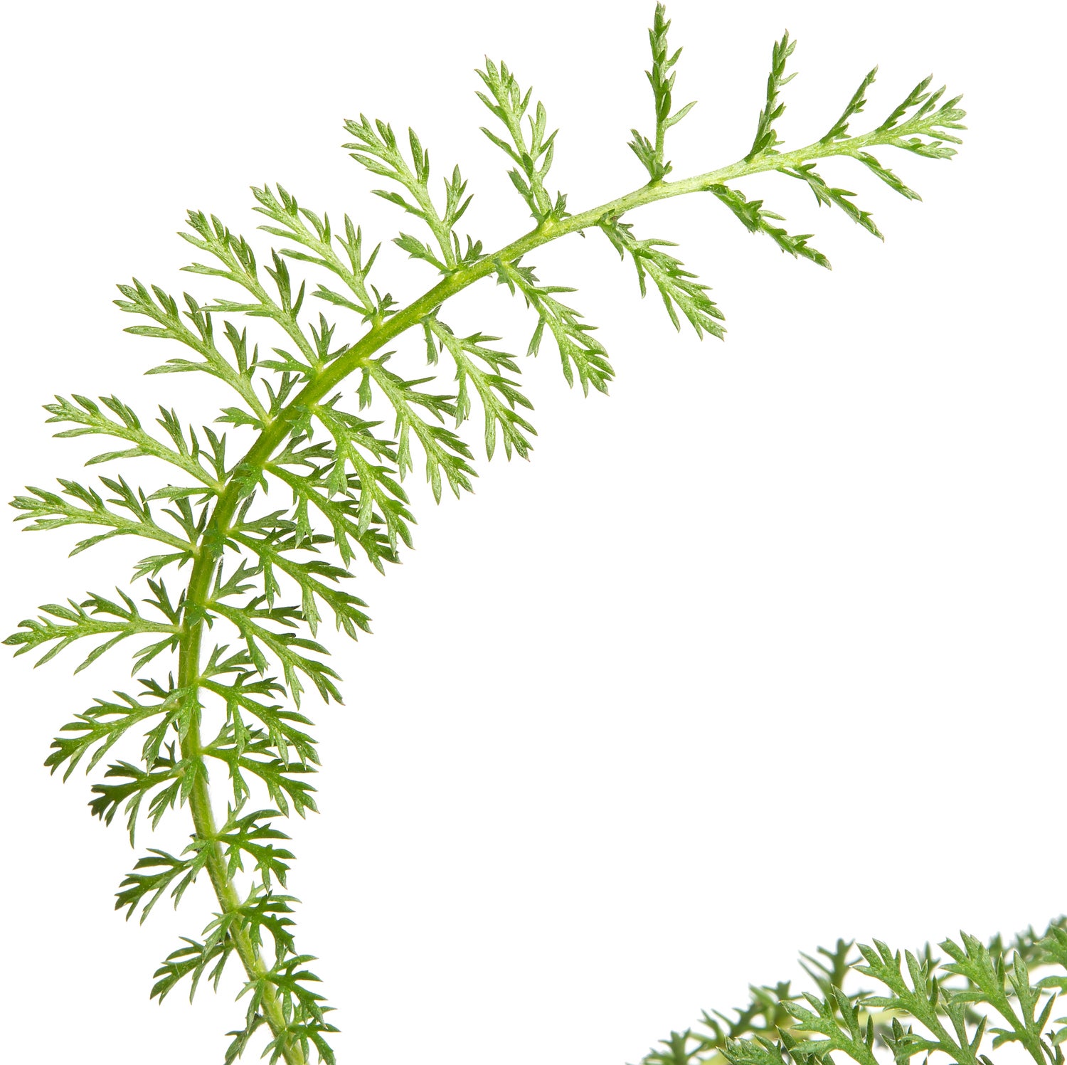 Duizendblad (Achillea millefolium 'Lachsschönheit') D 11 H 15 cm