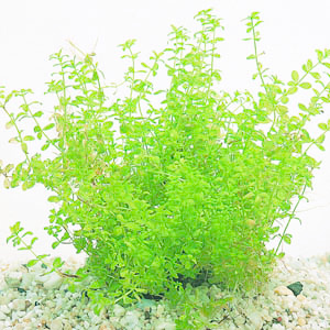 Waterplant Micranthemum Tweediei op matje