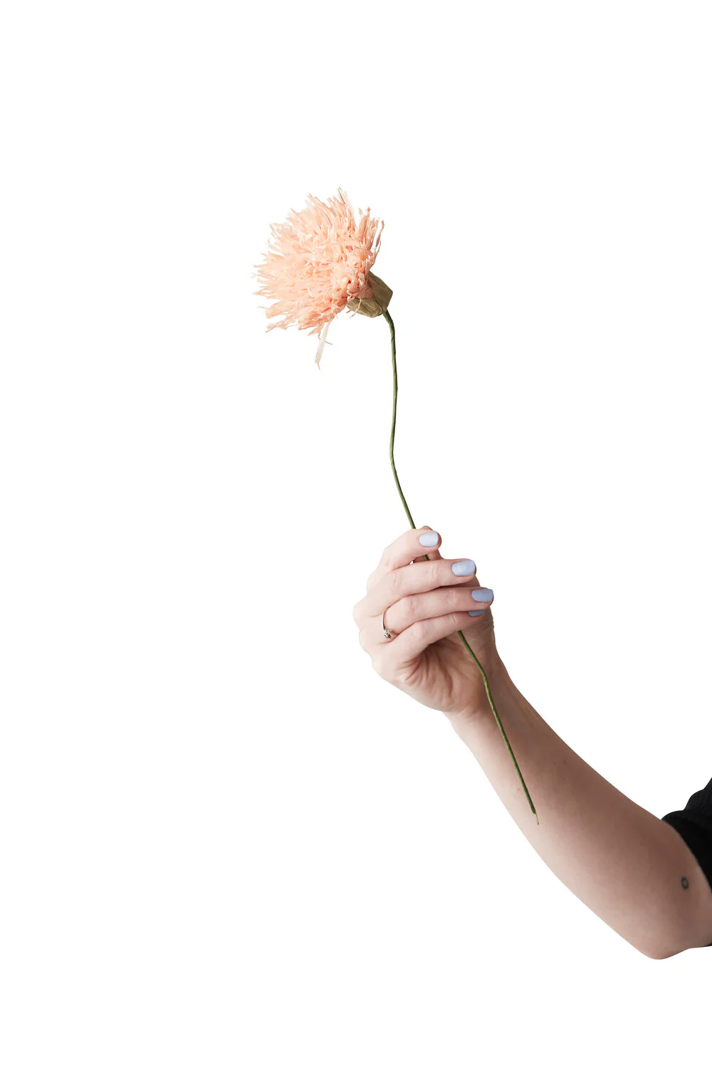 Studio About  Chrysanthemum papirblomst - Nude