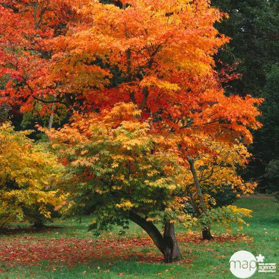 Acer palmatum TRUFFAUT : H 100/125cm, greffé C15L - Variétés variables