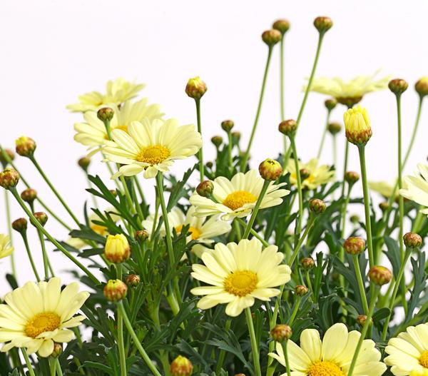 Margerite, Stämmchen, verschiedene Farben