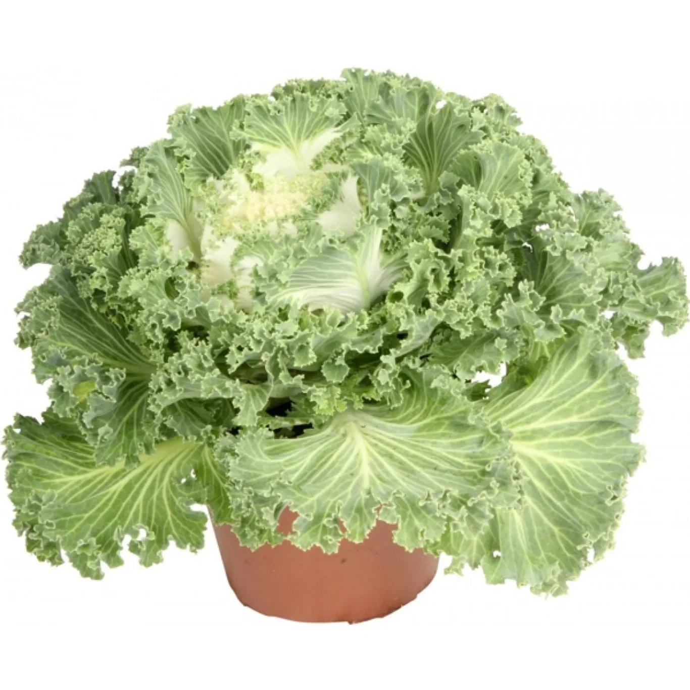 Brassica oleraca Pyntekål Ø12 cm