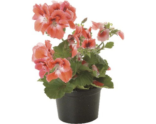 Edele geranium Pelargonium grandiflora Ø 12 cm pot