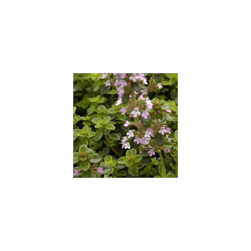 Thym serpolet serpyllum/thymus serpyllum[-]pot de 1l