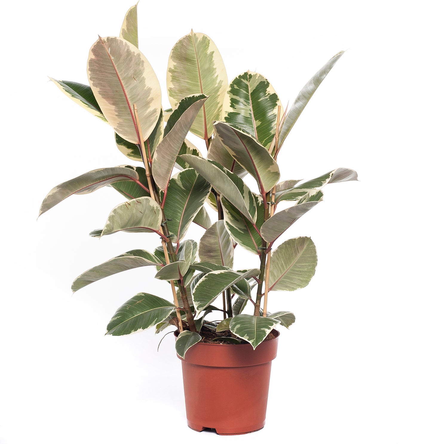 Rubberboom (Ficus elastica 'Tineke') D 24 H 85 cm