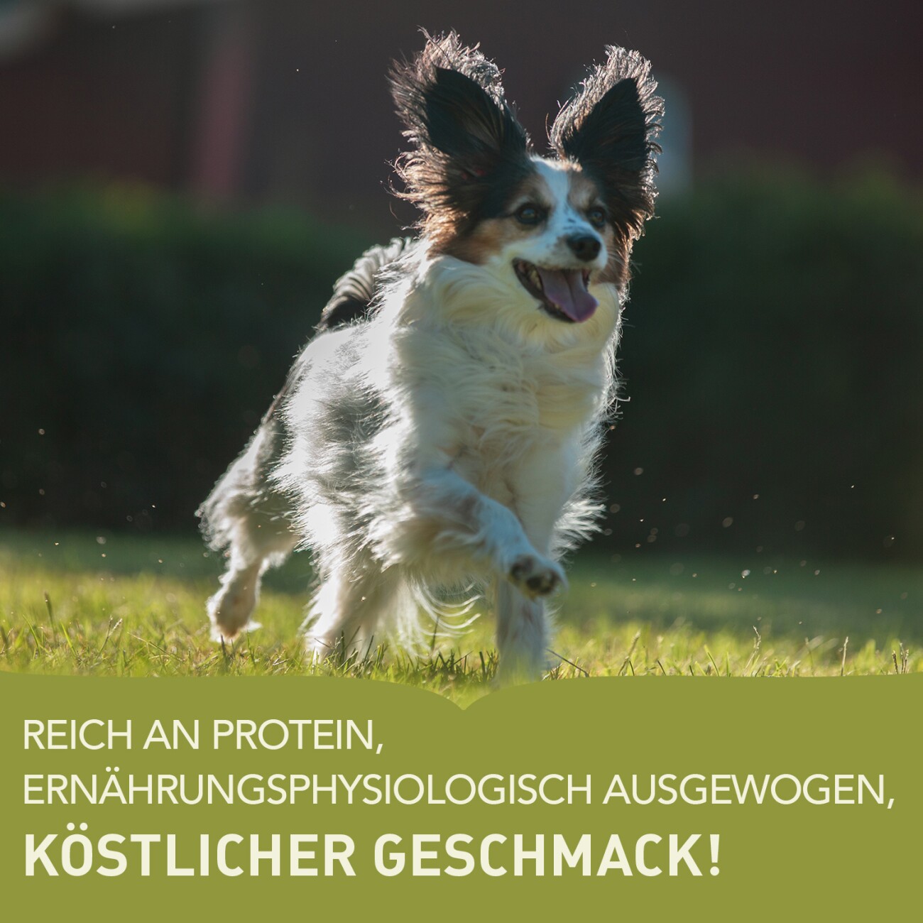 ACANA Adult Small Breed 6 kg