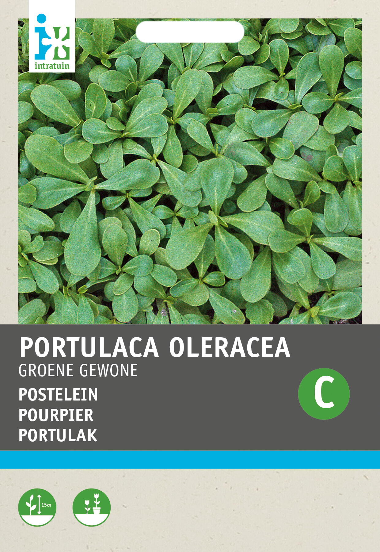 Intratuin groentezaad Postelein (Portulaca oleracea 'Gewone Groene')