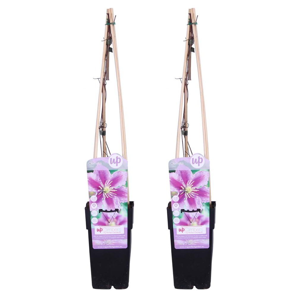 2x clematis piilu – liane des bois à grandes fleurs – plante grimpante –rustique-⌀15 cm - ↕60-70 cm