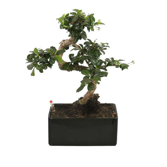 Bonsai carmona - céramique noire