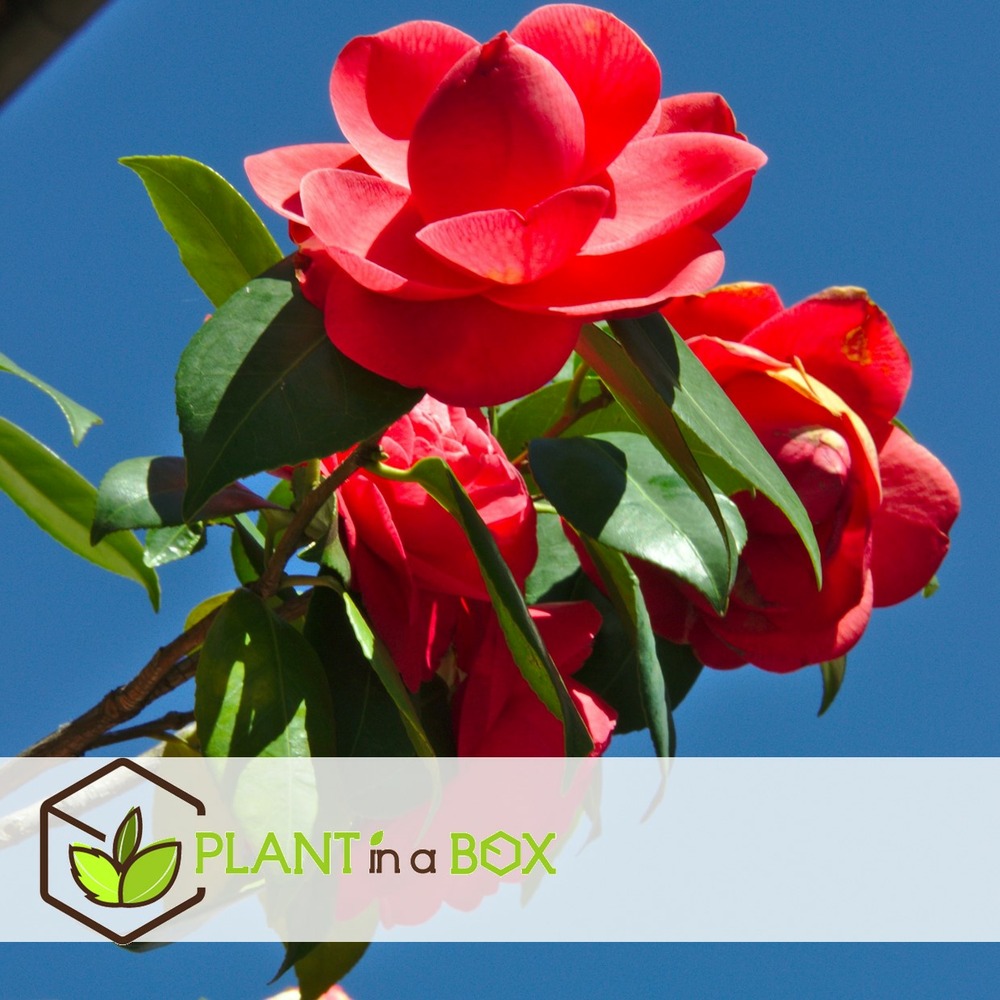 Camellia japonica - set de 3 - rouge - roses - pot 9cm - hauteur 25-40cm