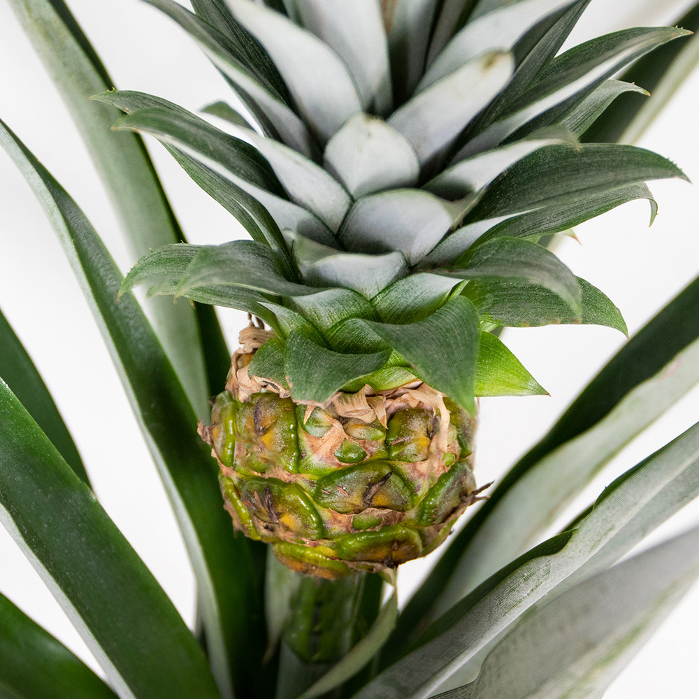 Ananas comosus 'champaca' – ananas – peu d'entretien – ⌀14 cm – ↕50-55 cm