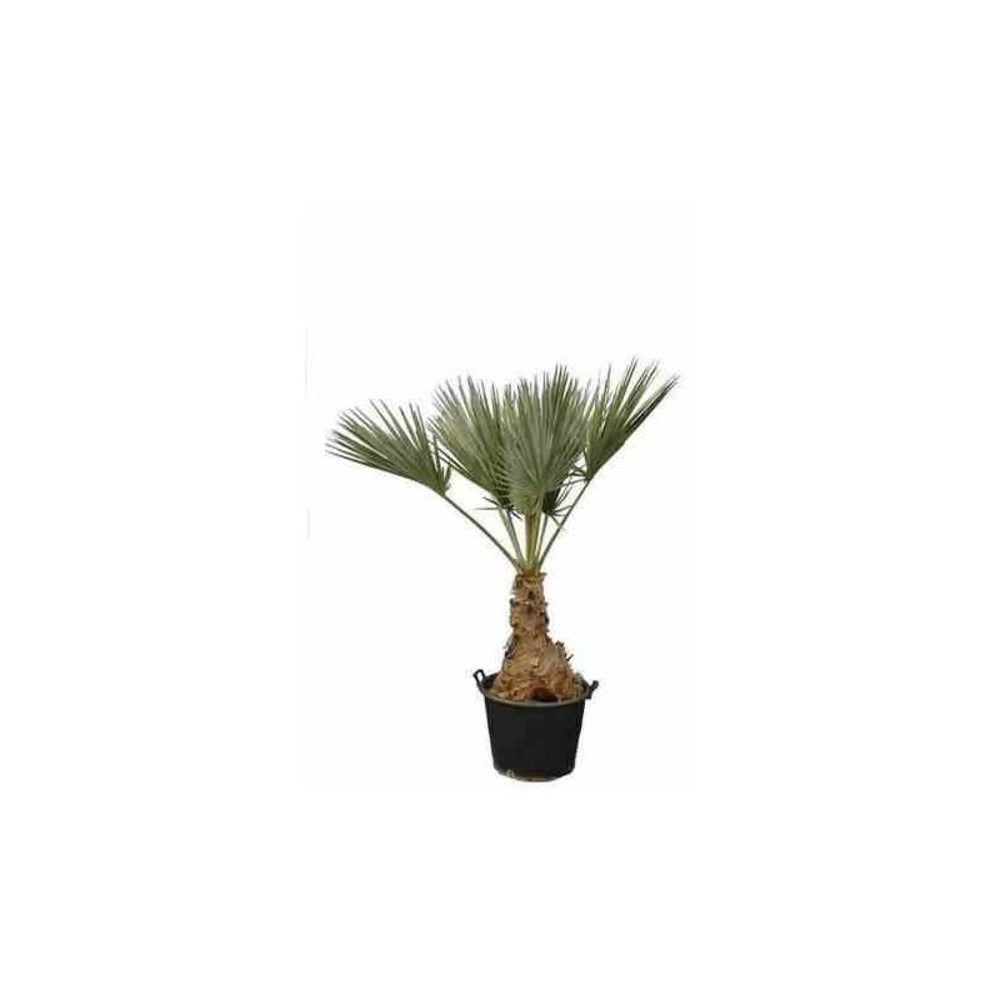 Brahea sp. Super silver taille pot de 80l tronc 50/60 total 170/190cm