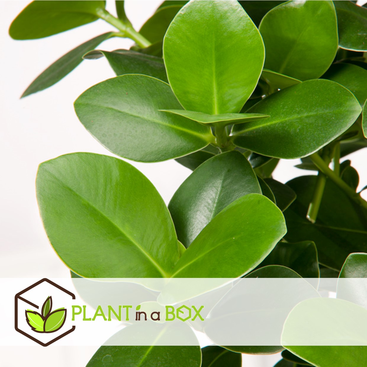 Plantes d'intérieur purificatrices d'air - mix de 5 - pot 12cm - hauteur 25-40cm