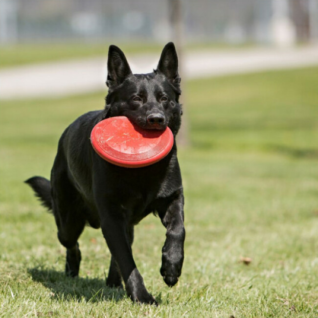 Jouet Frisbee KONG Flyer pour chiens