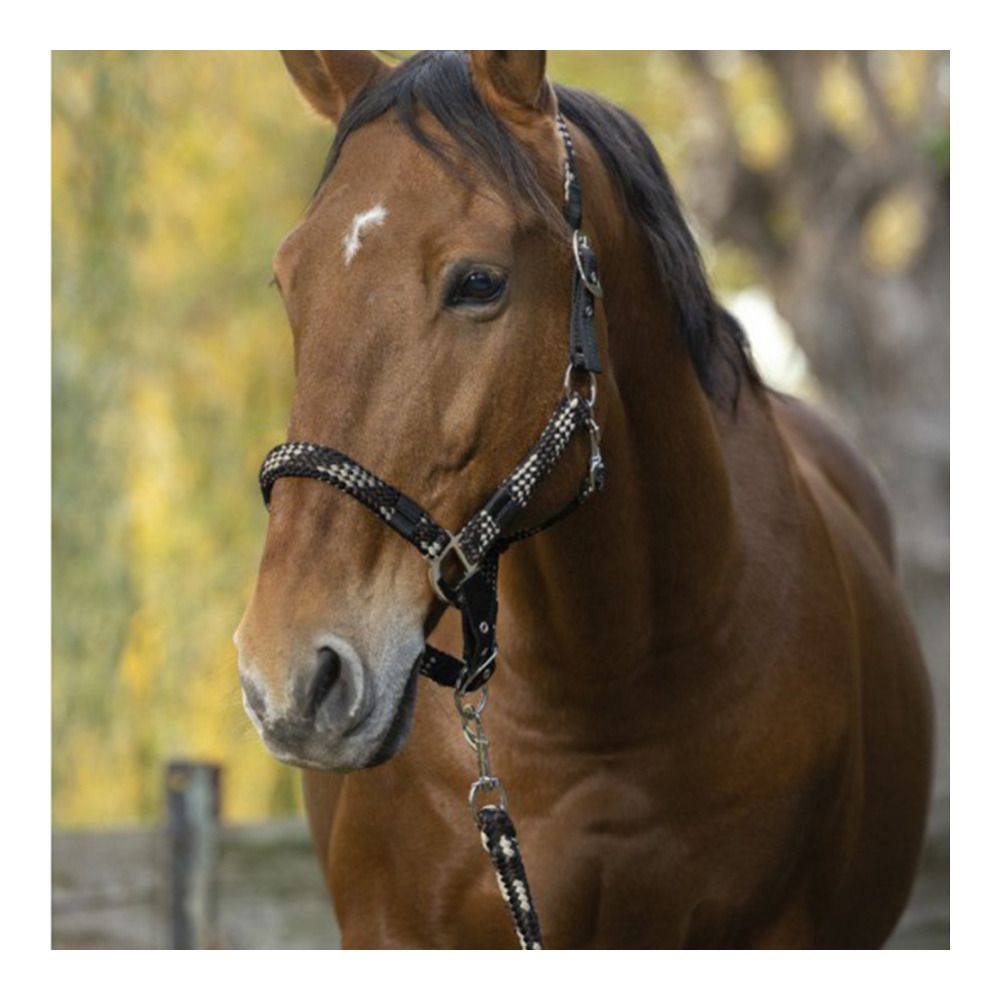 Equitheme TRES - Licol + longe bei/cho/nr