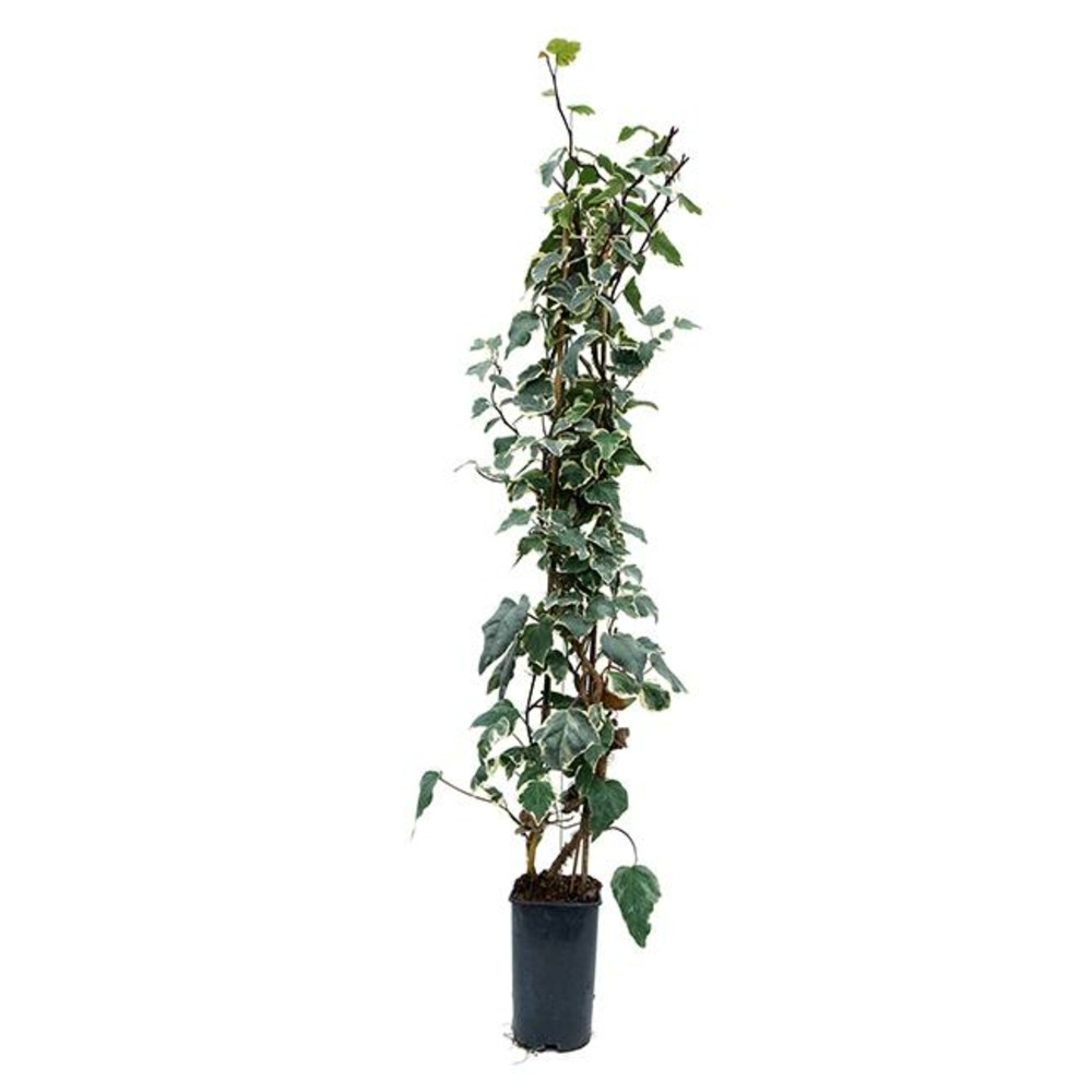 Lierre des canaries 'gloire de marengo' - hedera canariensis 3l