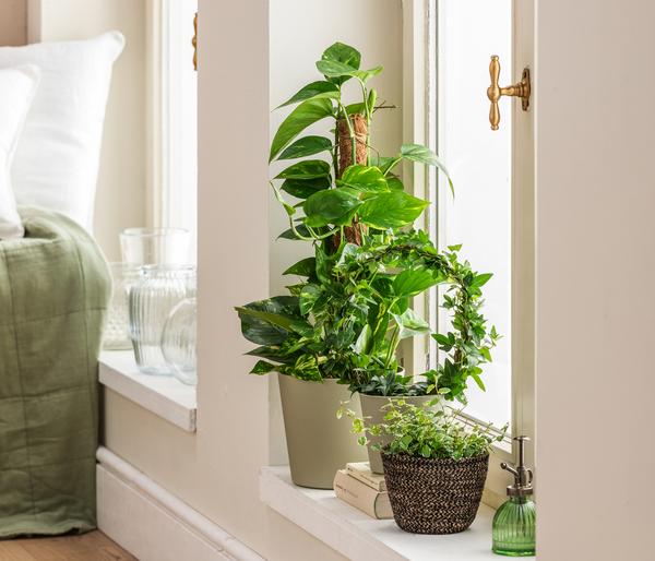 Efeutute - Epipremnum aureum 'Torro' am