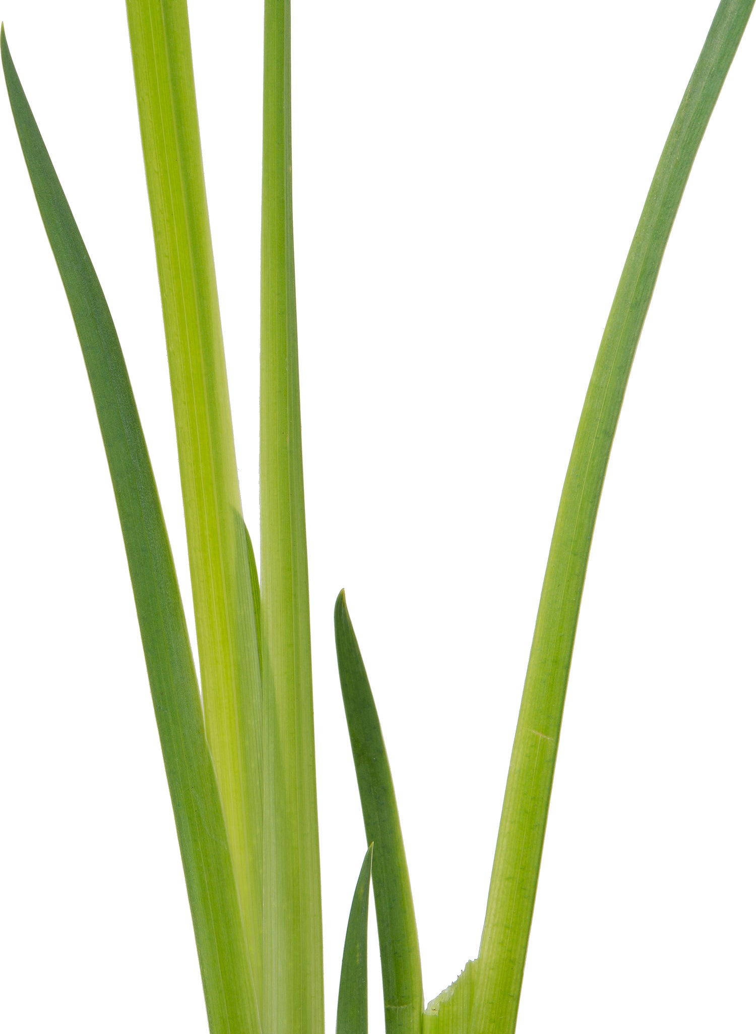Gele Lis (Iris pseudacorus) D 9 H 20 cm
