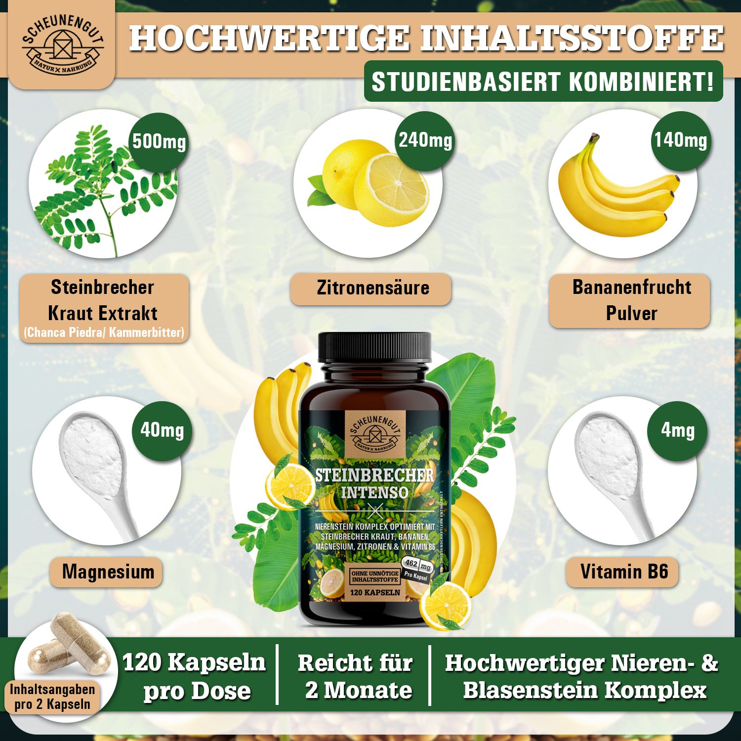 Scheunengut® Steinbrecher Intenso | Die Original Nierenstein-Formel aus der TCM | Chanca Piedra