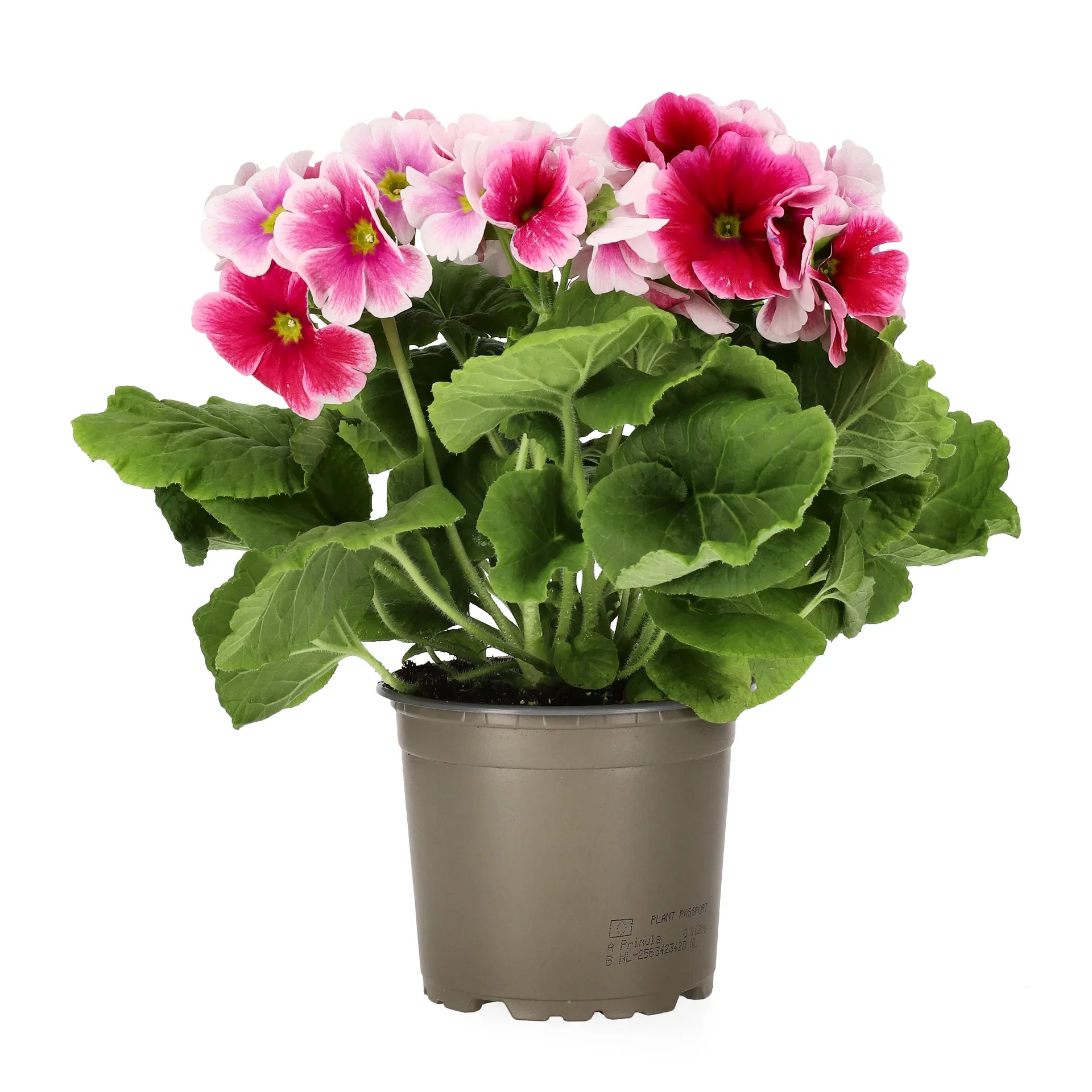 Primula o. 'Touch Me' 12 cm Begerprimula 'Touch me' Ø12 cm