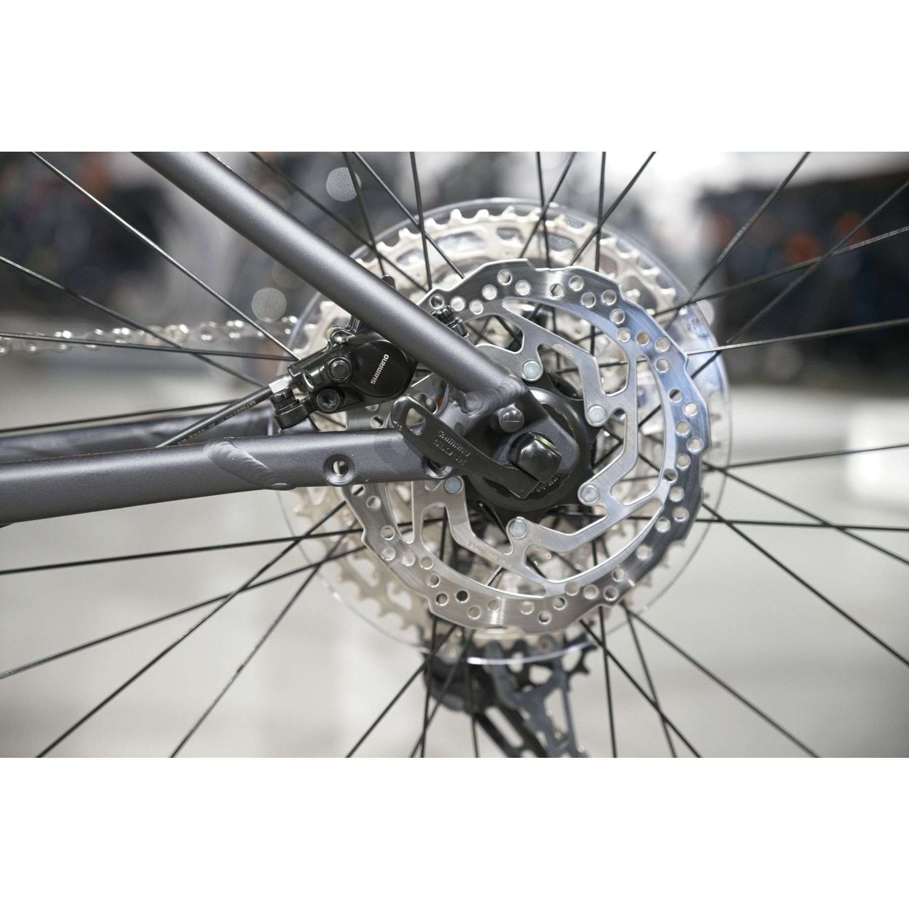 Focus Whistler 3.9 2025