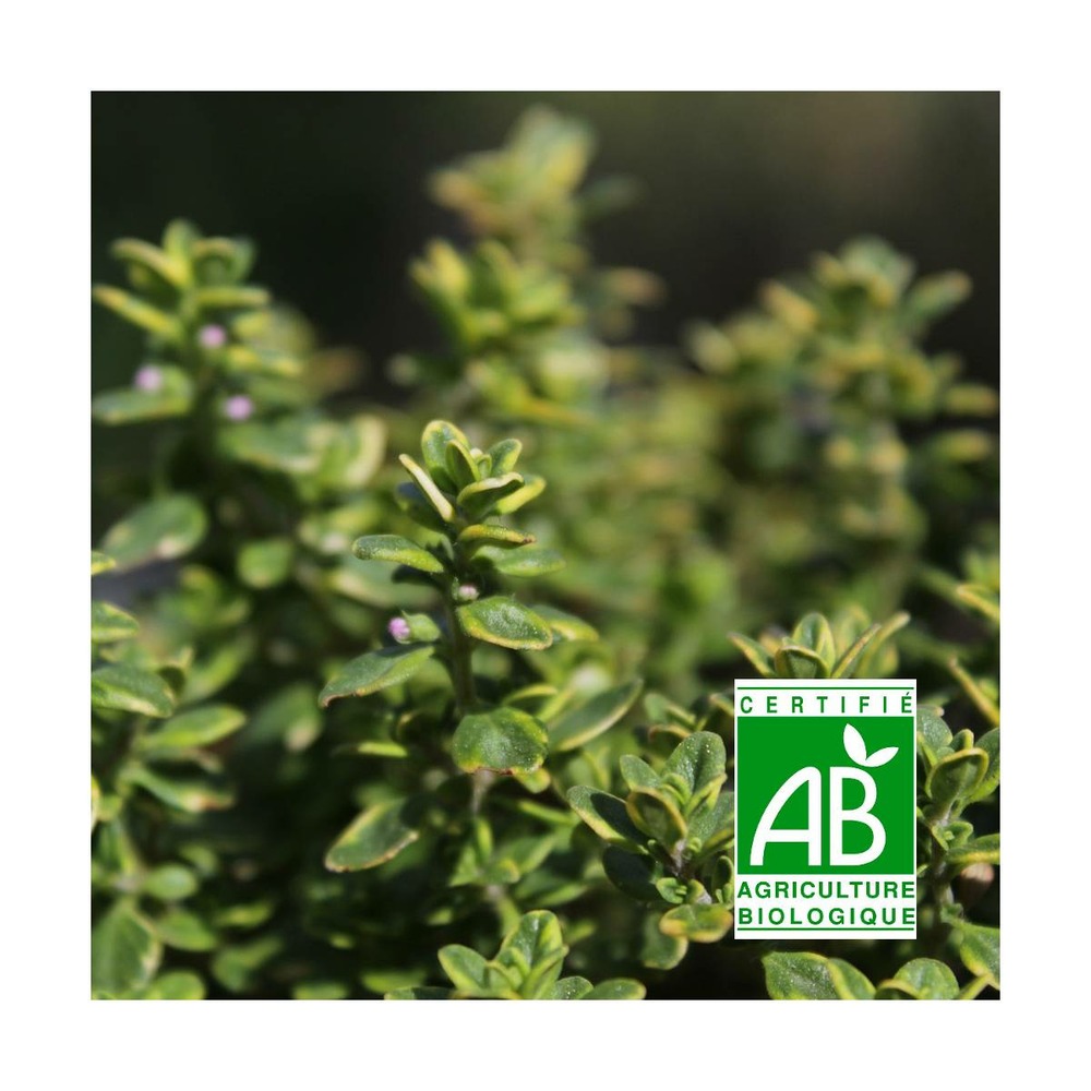 Thym panaché foxley bio/thymus pulegioides foxley[-]lot de 9 godets