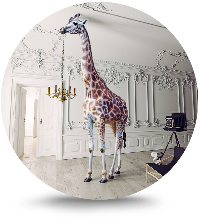 Rond schilderij aluminium Fotoshoot giraffe 80 cm