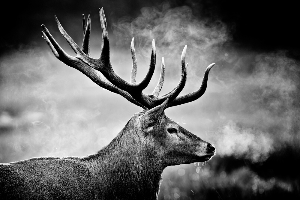Akustikbild HIRSCH 80x120cm, 7kg