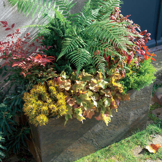 Nandina domestica Blush Pink 'Aka' TM : ctr 3 litres
