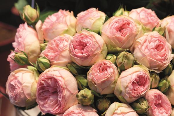 Noblesse® Spray-Rose 'Lovely Rokoko®'