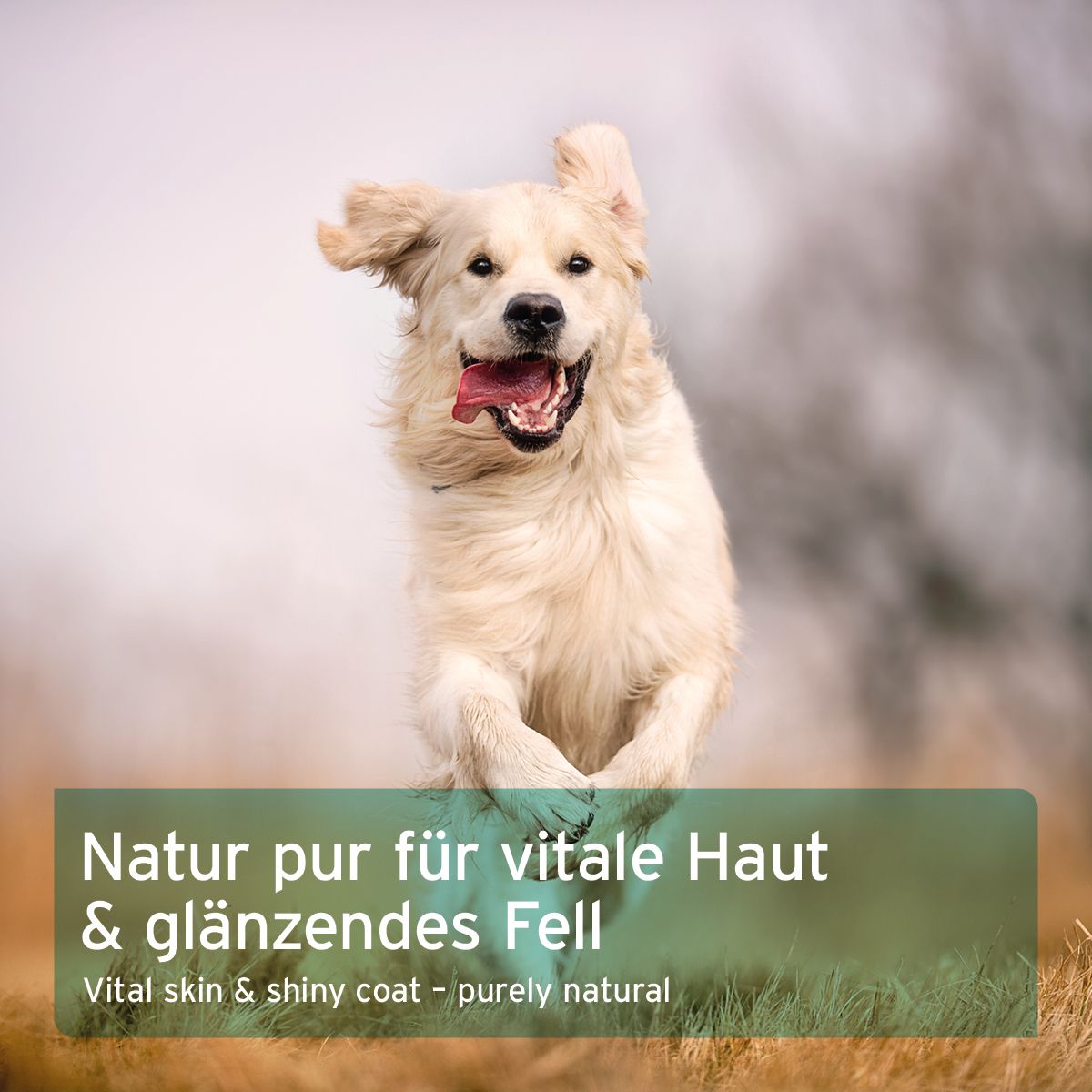AniForte Fellharmonie Vitalpulver