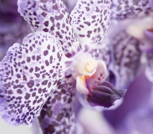 Vanda-Orchidee - Vanda cultivars, inkl.