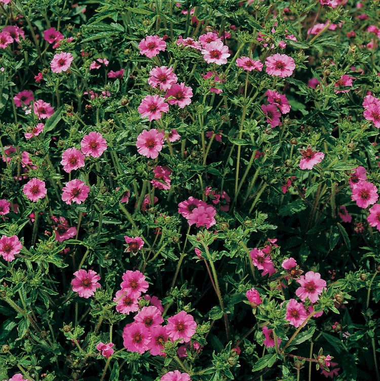 Ganzerik (Potentilla nepalensis 'Ron Mc Beath') D 9 H 10 cm