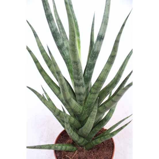 Sanseveria cylindrica Tough Lady - pot D12cm