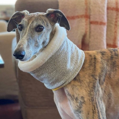 Cachecol reversível Uoamy para cães, cinza