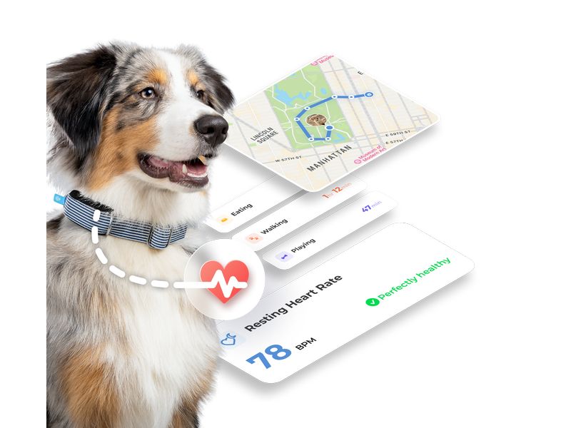Invoxia GPS- und Gesundheitstracker Dog MiniTailz, schwarz Der fortschrittlichste GPS- und Gesundheitstracker für Hunde