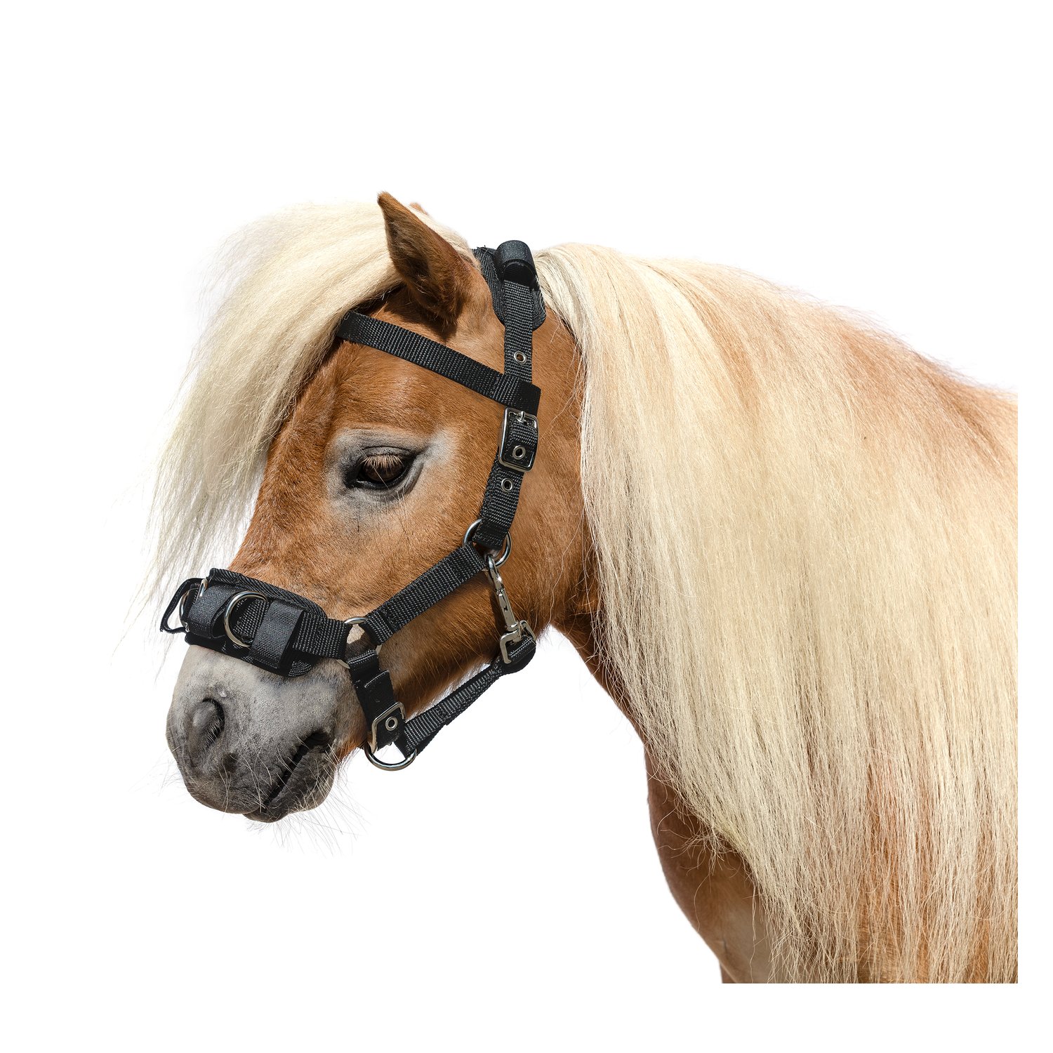 Horse-friends Kappzaum für Shettys  - schwarz - Shetty