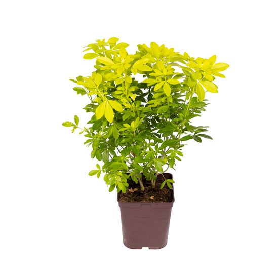 Choisya Ternata sundance : H30/40cm C 5L