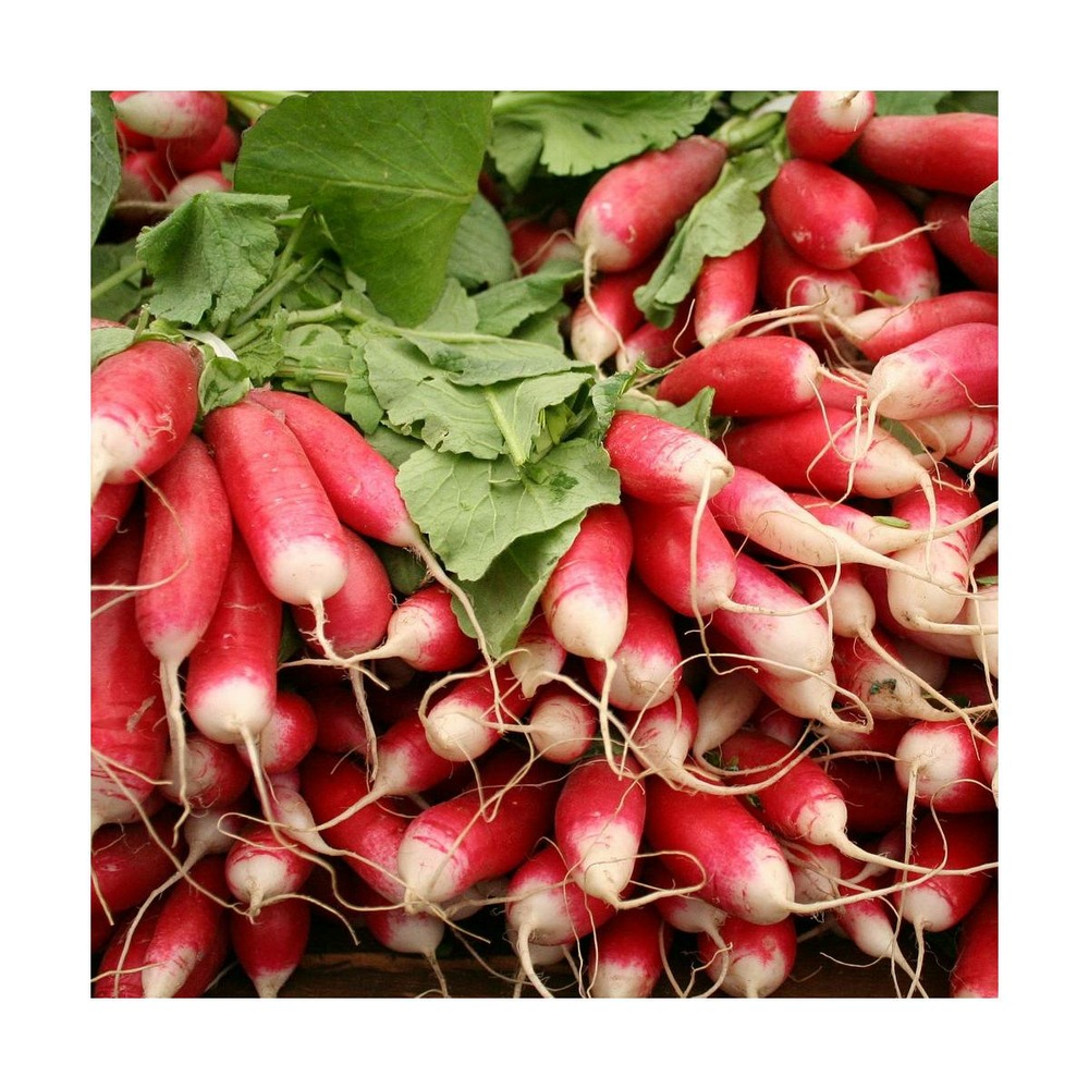 Graines de radis demi long de 18 jours/raphanus sativus demi long de 18 jours[-]sachet de 6 gr.