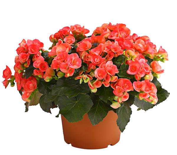 Elatior-Begonie - Begonia elatior, Busch,