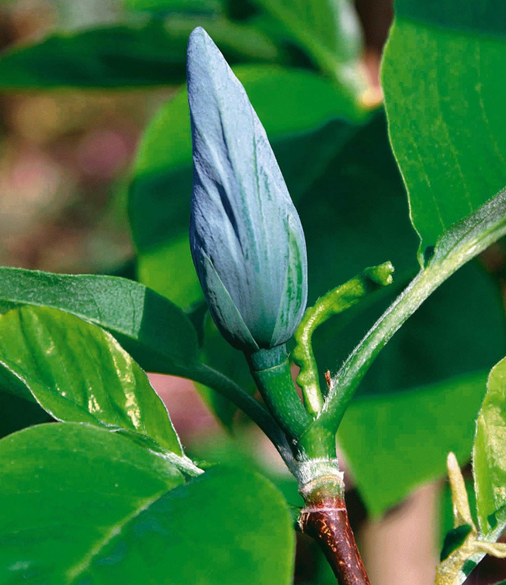 Magnolien-Sortiment zum Vorteilspreis
