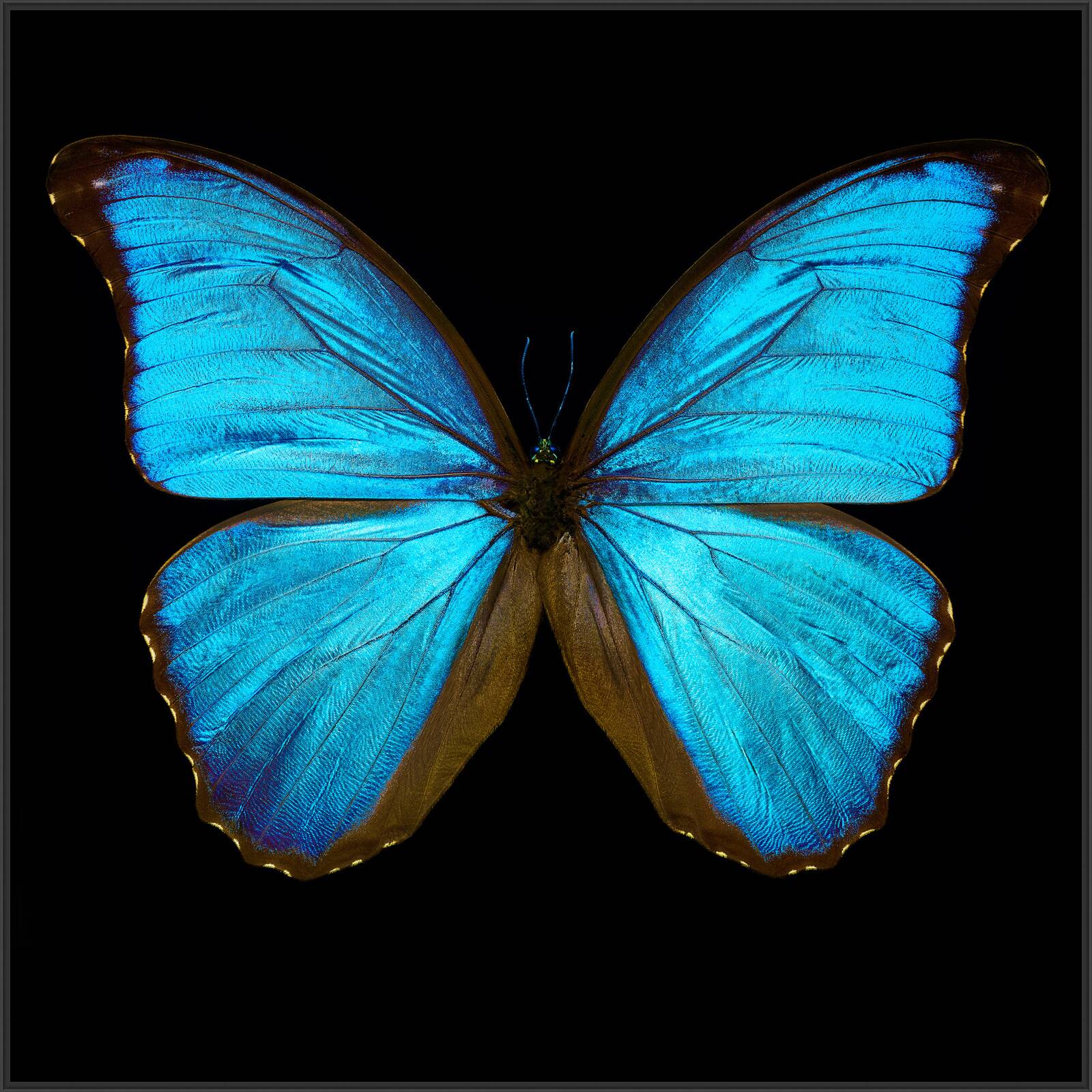 Butterfly III by Heiko Hellwig - Limited Edition. Edition of: 150. Signed.