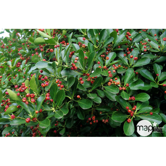 Euonymus japonicus : H 100/125 C18L