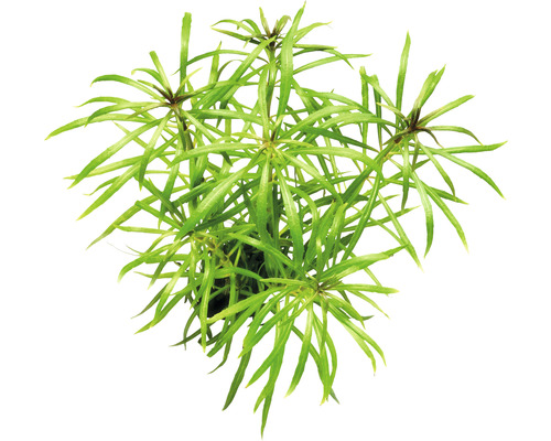Ster Rotala grof - Pogostemon stellatus spec.